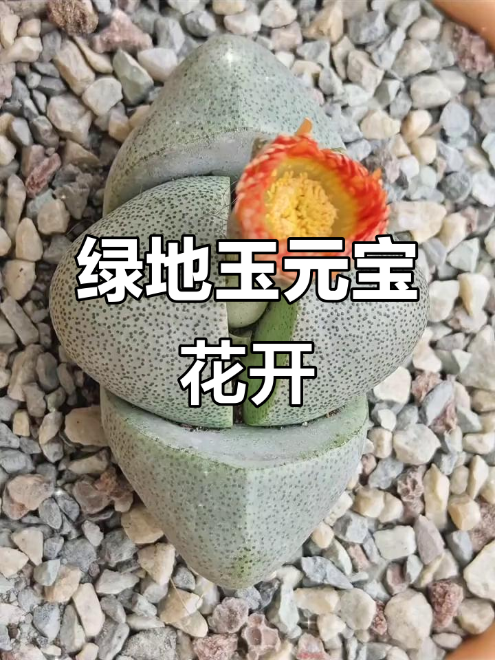 元宝多肉开花，黄昏下的惊喜