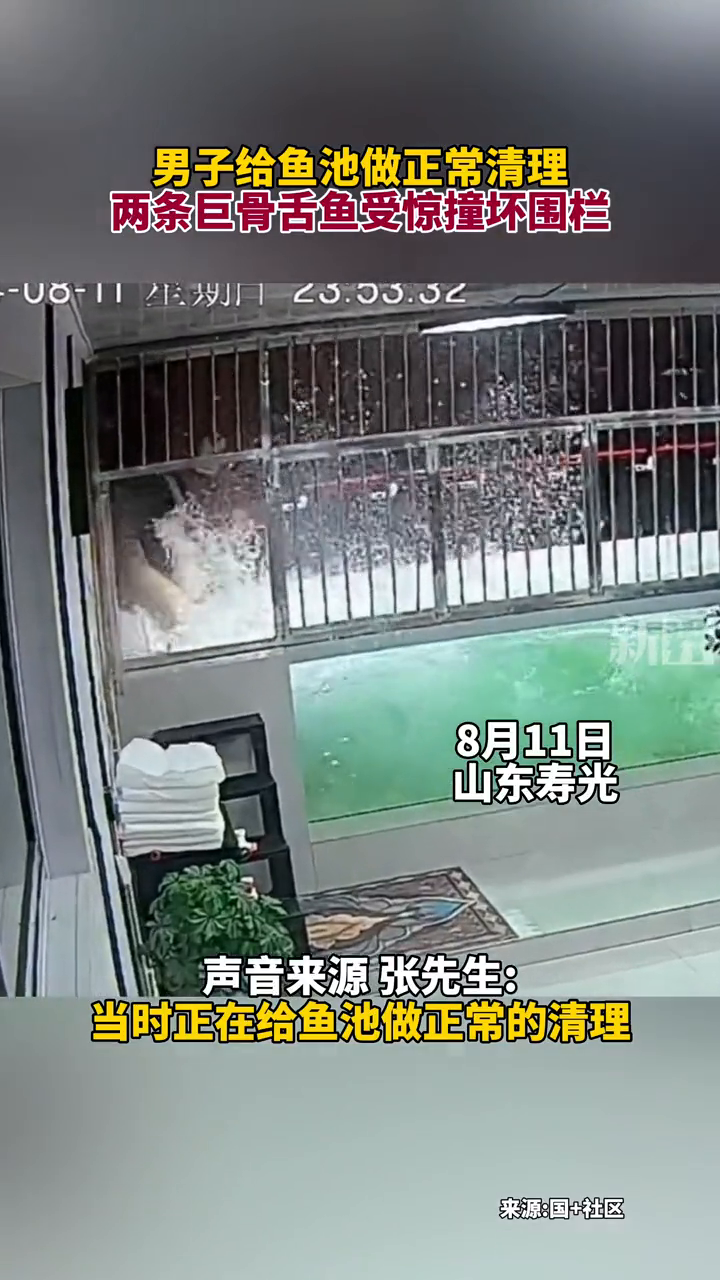 男子给鱼池做正常清洁,两条巨骨舌鱼撞坏围栏