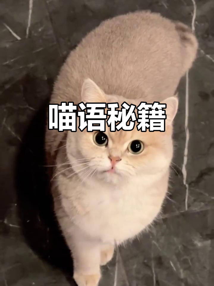 用这些声音吸引猫咪,轻松成为它们的亲密伙伴!