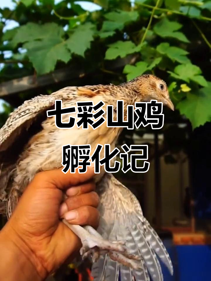 从蛋到成鸡,七彩山鸡的成长与蜕变全过程