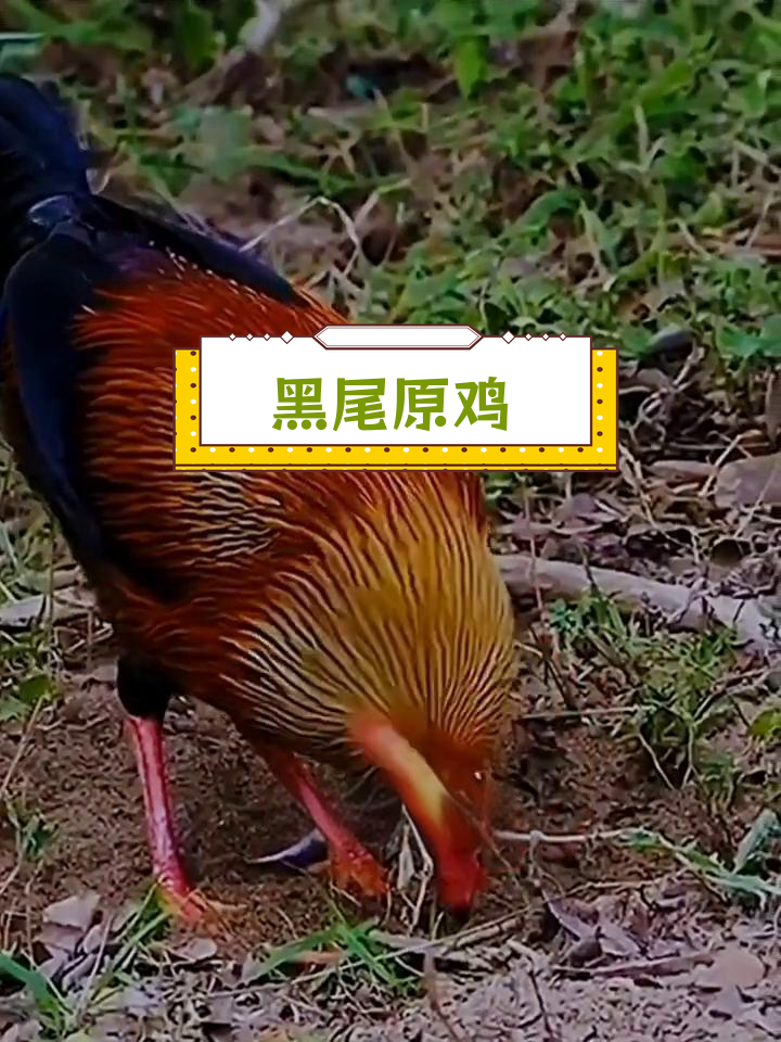 蓝喉原鸡:斯里兰卡的国鸟