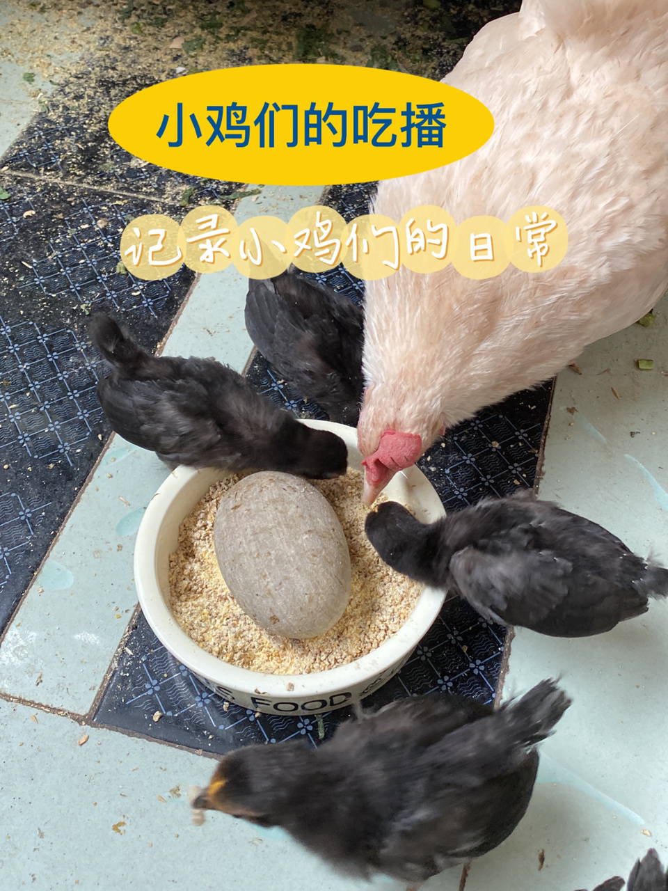 「宠物鸡」一起来看小鸡平时都吃些啥吧