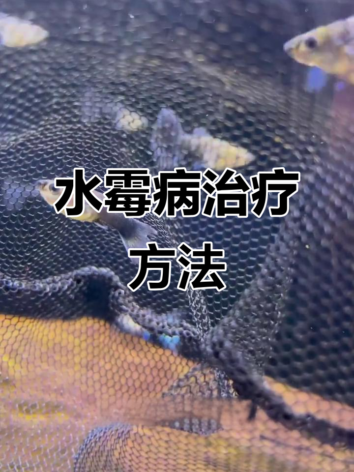 换季水霉高发期,鱼缸治疗小技巧大公开