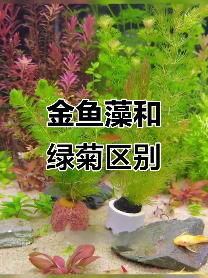 金鱼藻与绿菊的区别：生长、养护全解析