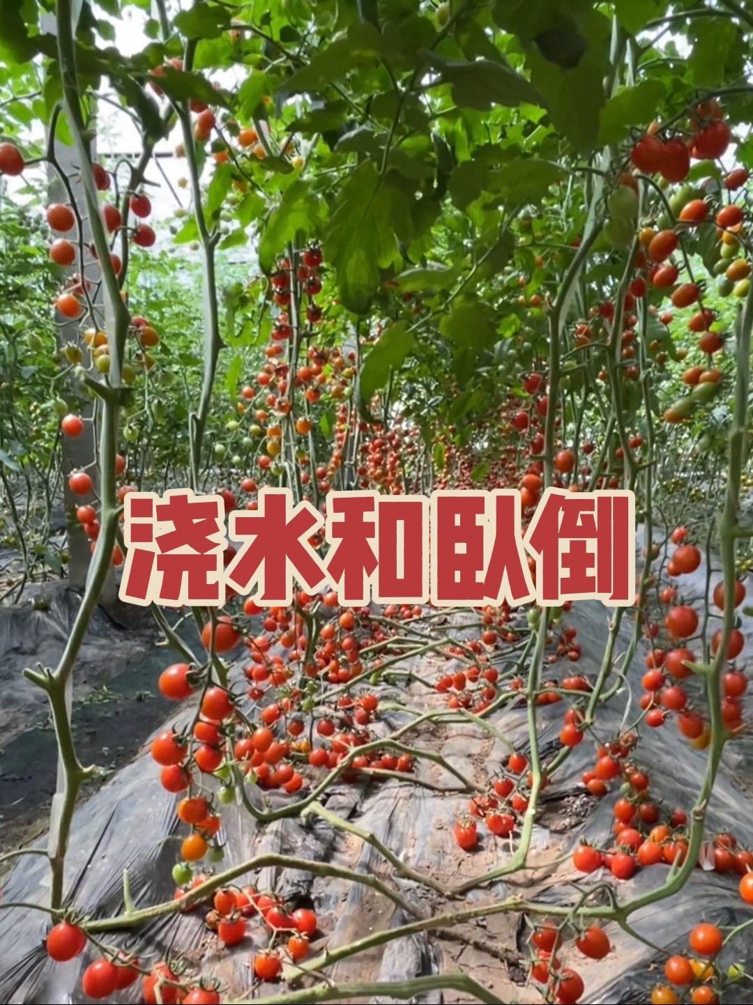 不同的浇水方式,卧倒方式也不一样!蔬菜种植 蔬菜种植技术 番茄种植
