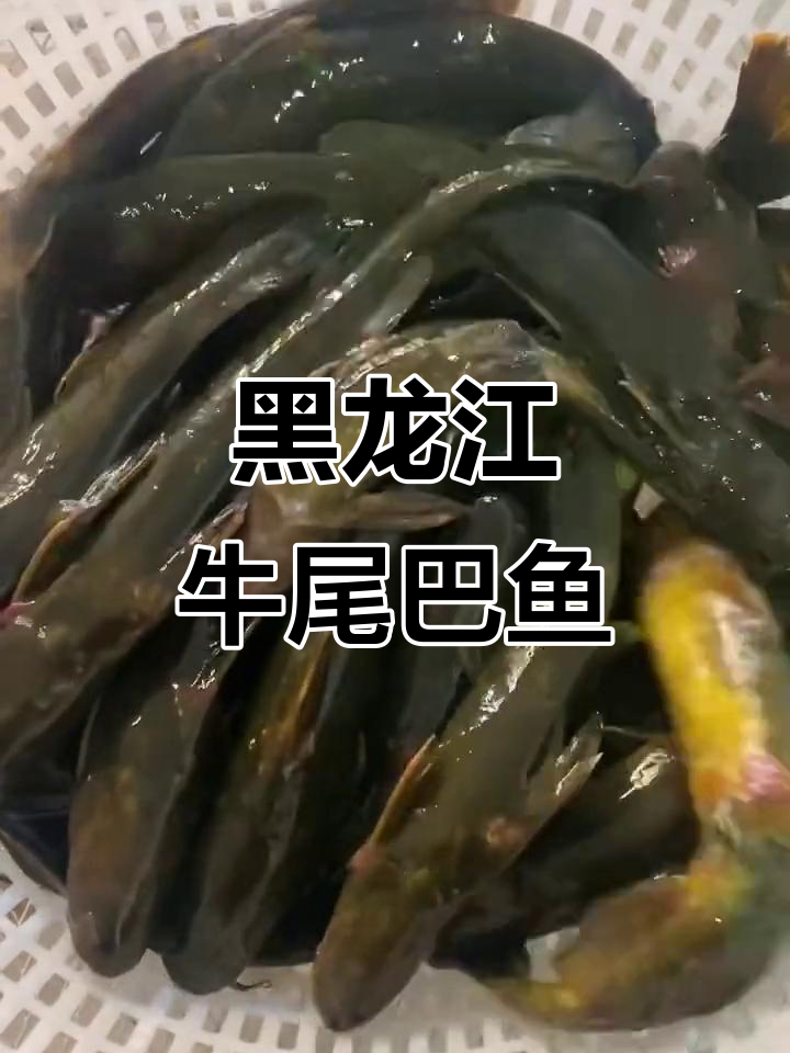黑龙江牛尾巴鱼揭秘：外形酷似牛尾，生物学生也这么说