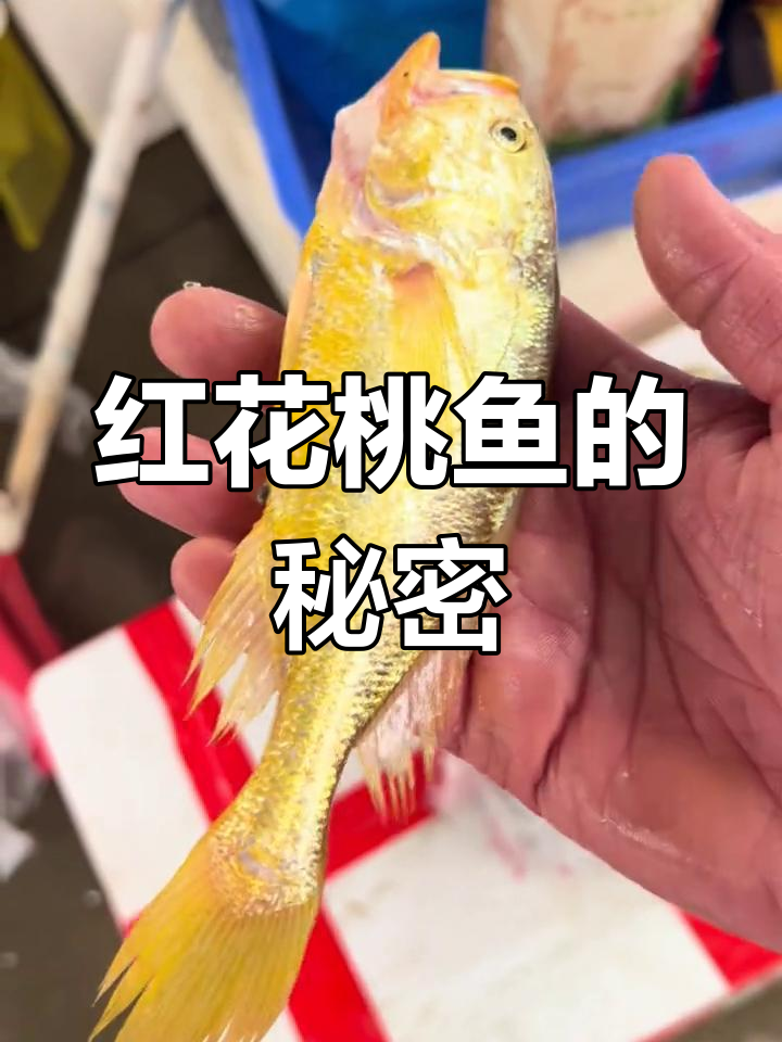 红花桃鱼大揭秘,你们知道它叫什么名字吗?