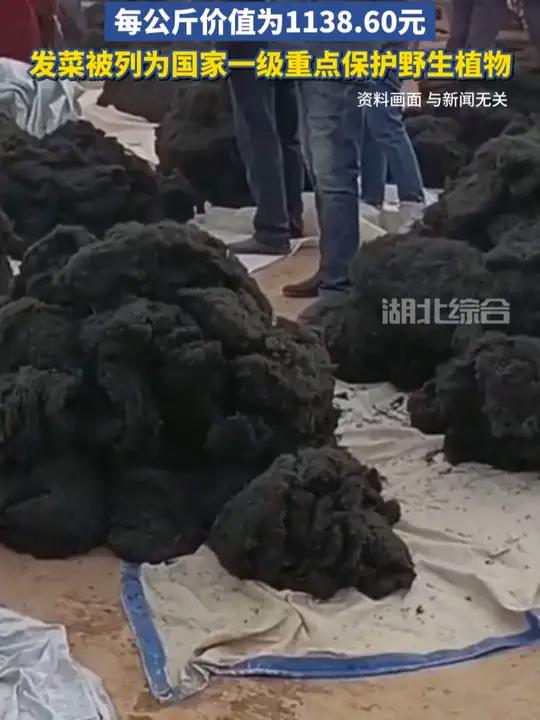 3男子非法收售野生“发菜”获缓刑,每公斤价值为1138.60元,发菜被列为国家一级重点保护