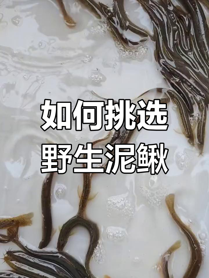 泥鳅种类与辨别技巧