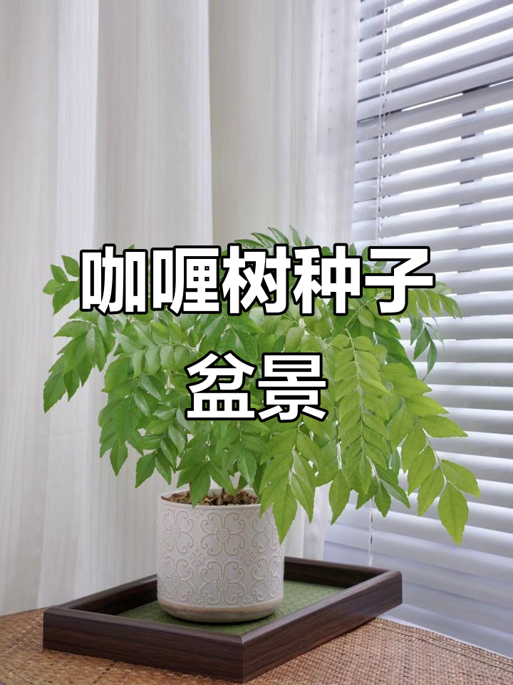 咖喱树种子盆栽,轻松打造独特植物景观
