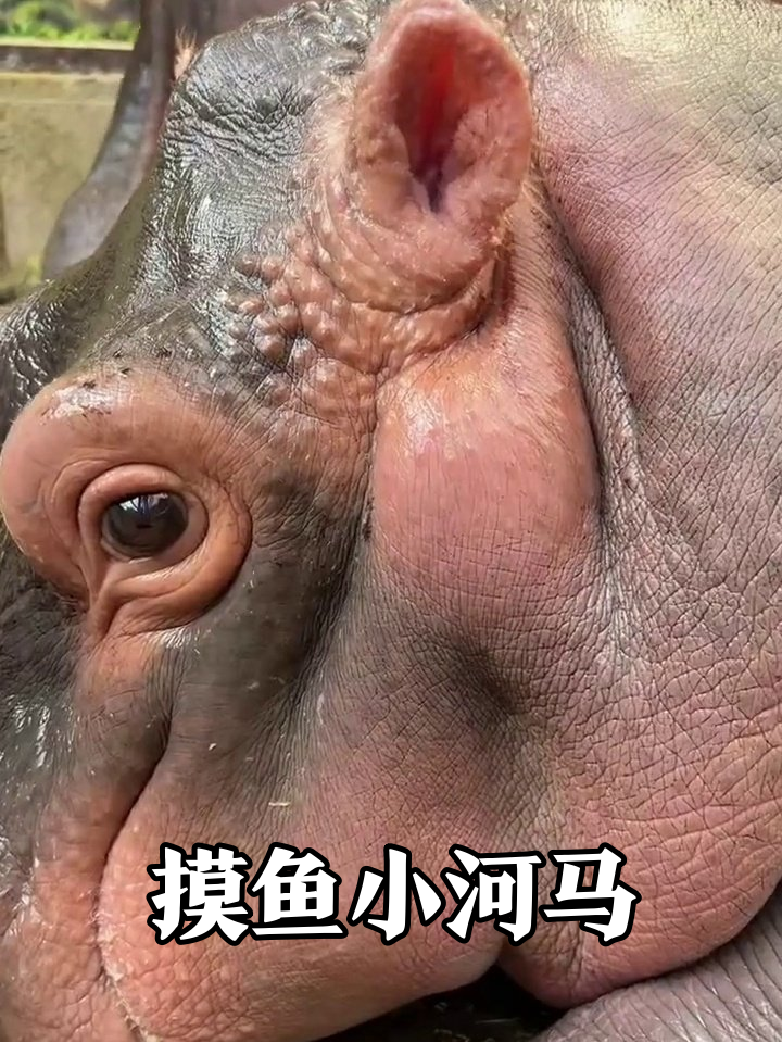 小河马被摸下巴秒变表情包,这谁顶得住啊!