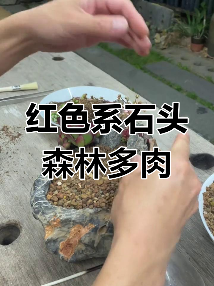 打造红色系石头森林多肉造景,克拉夫红之御警与橘子球生石花搭配