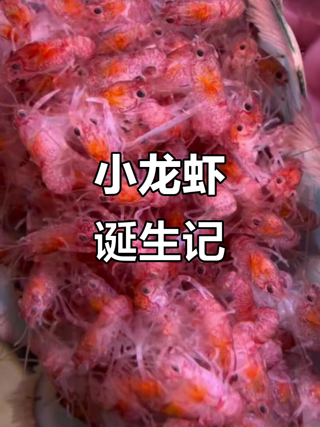 澳洲龙虾宝宝出生,虾妈妈温柔分娩全过程
