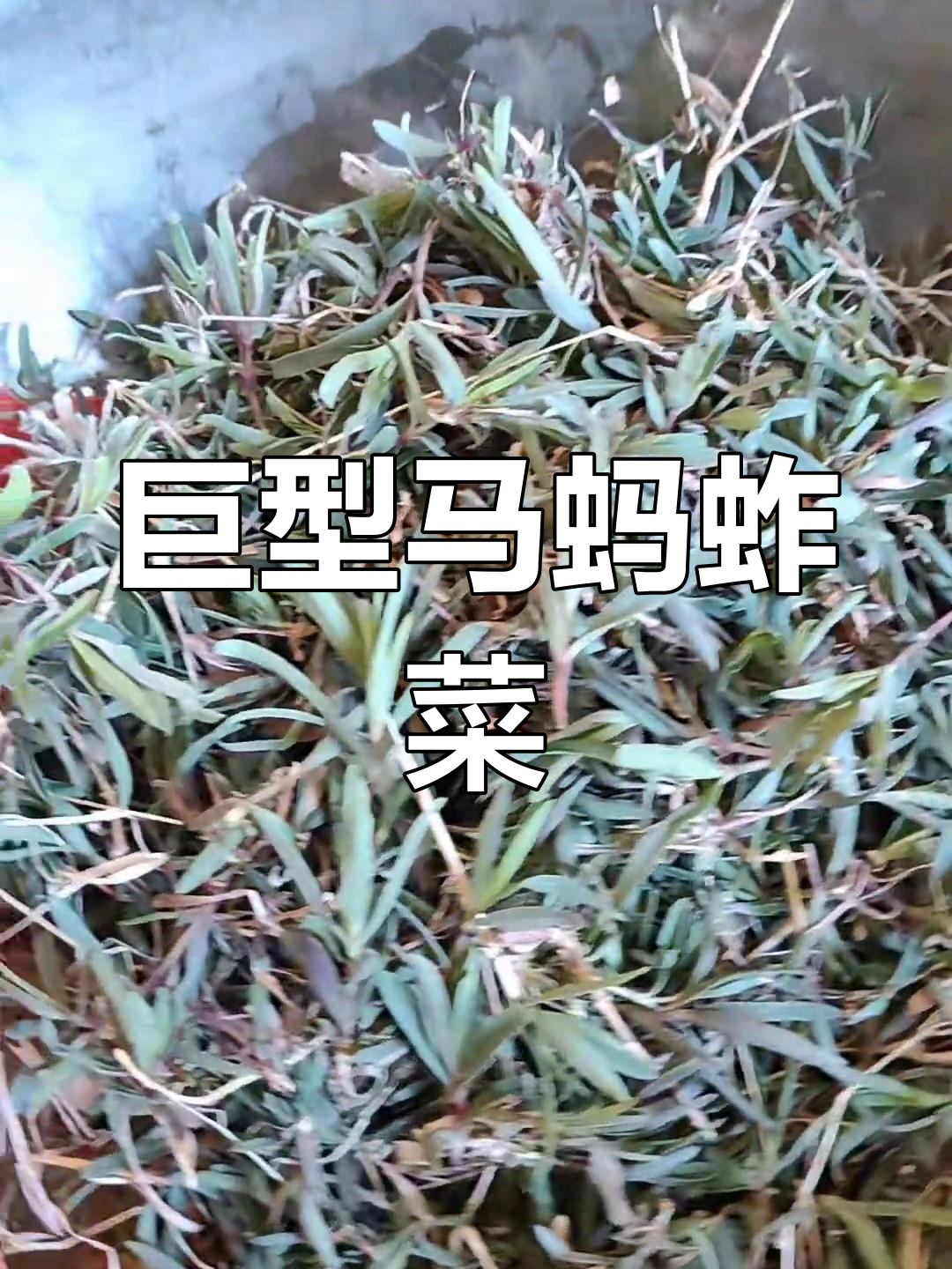 马山发现超大马蚂蚱菜,摘来包包子超美味