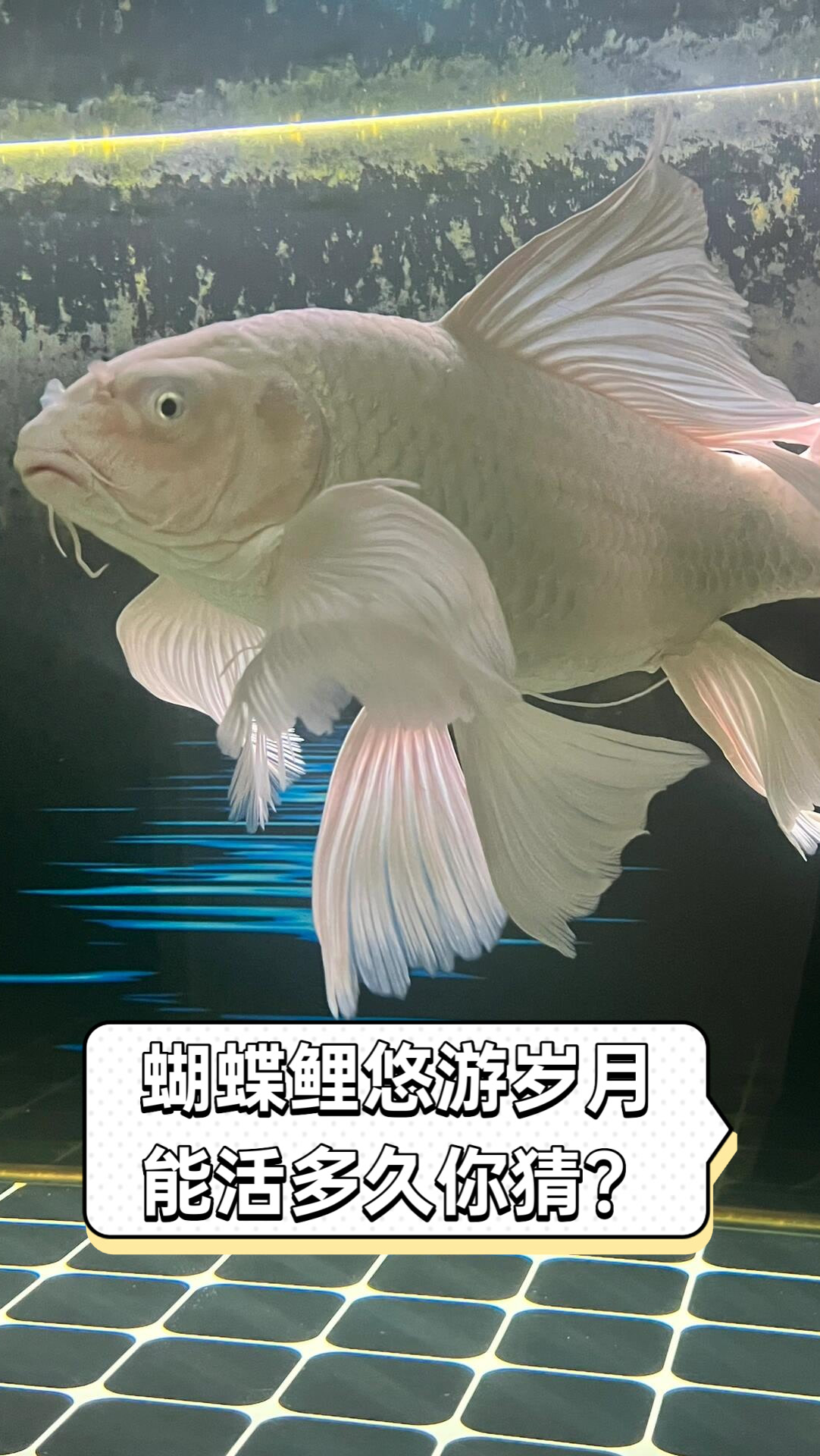 蝴蝶鲤悠游岁月,能活多久你猜?