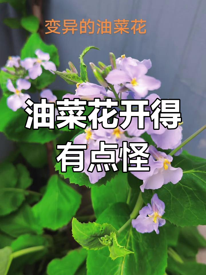 油菜花变异了?从黄色到奇怪形状,竟然是这样!