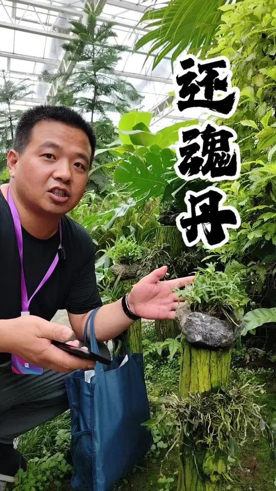 九大仙草之首的霍山石斛加炉桥鸡头果可以炼制还魂丹,你知道吗?