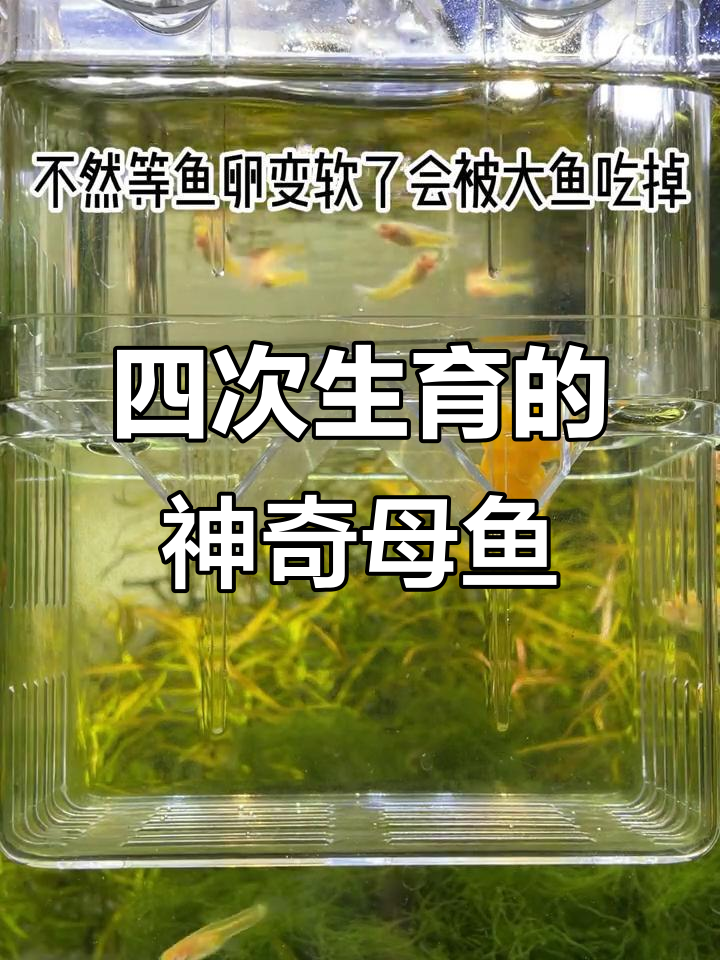 母鱼每月一胎，四窝苗子诞生！异型大帆太能生了