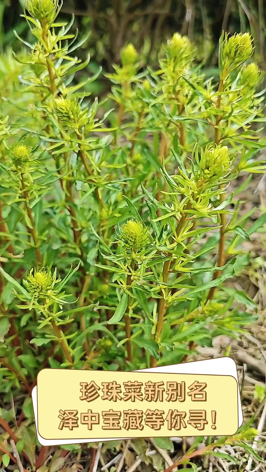珍珠菜新别名,泽中宝藏等你寻!