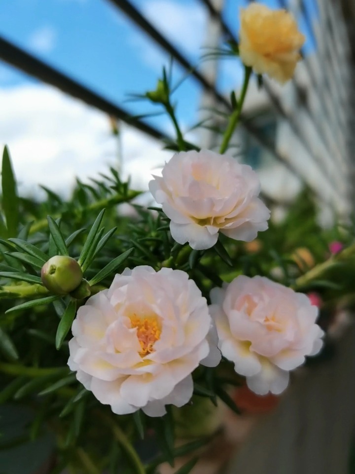 太阳花的花语与寓意