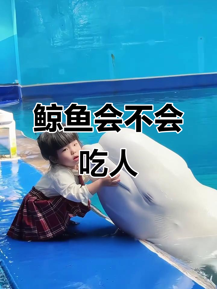 这些鲸鱼真的会吃人吗？白鲸、虎鲸和母香鲸的真相大揭秘