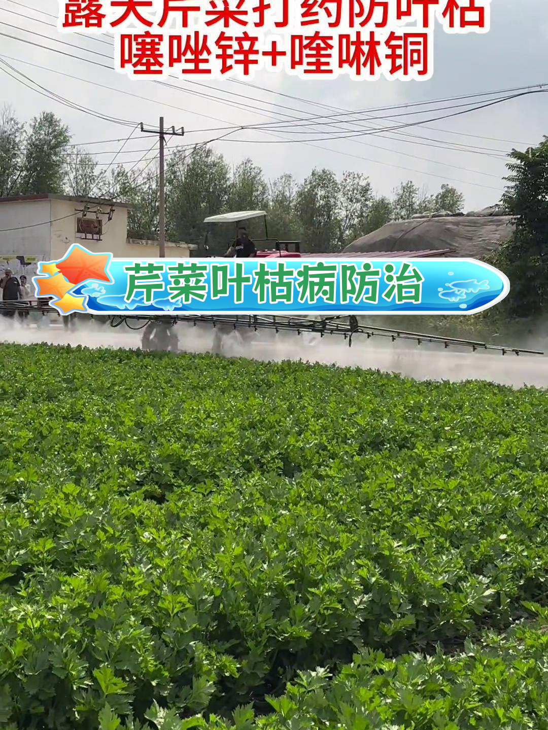 芹菜叶枯病防治方法:噻唑锌+喹啉铜喷施