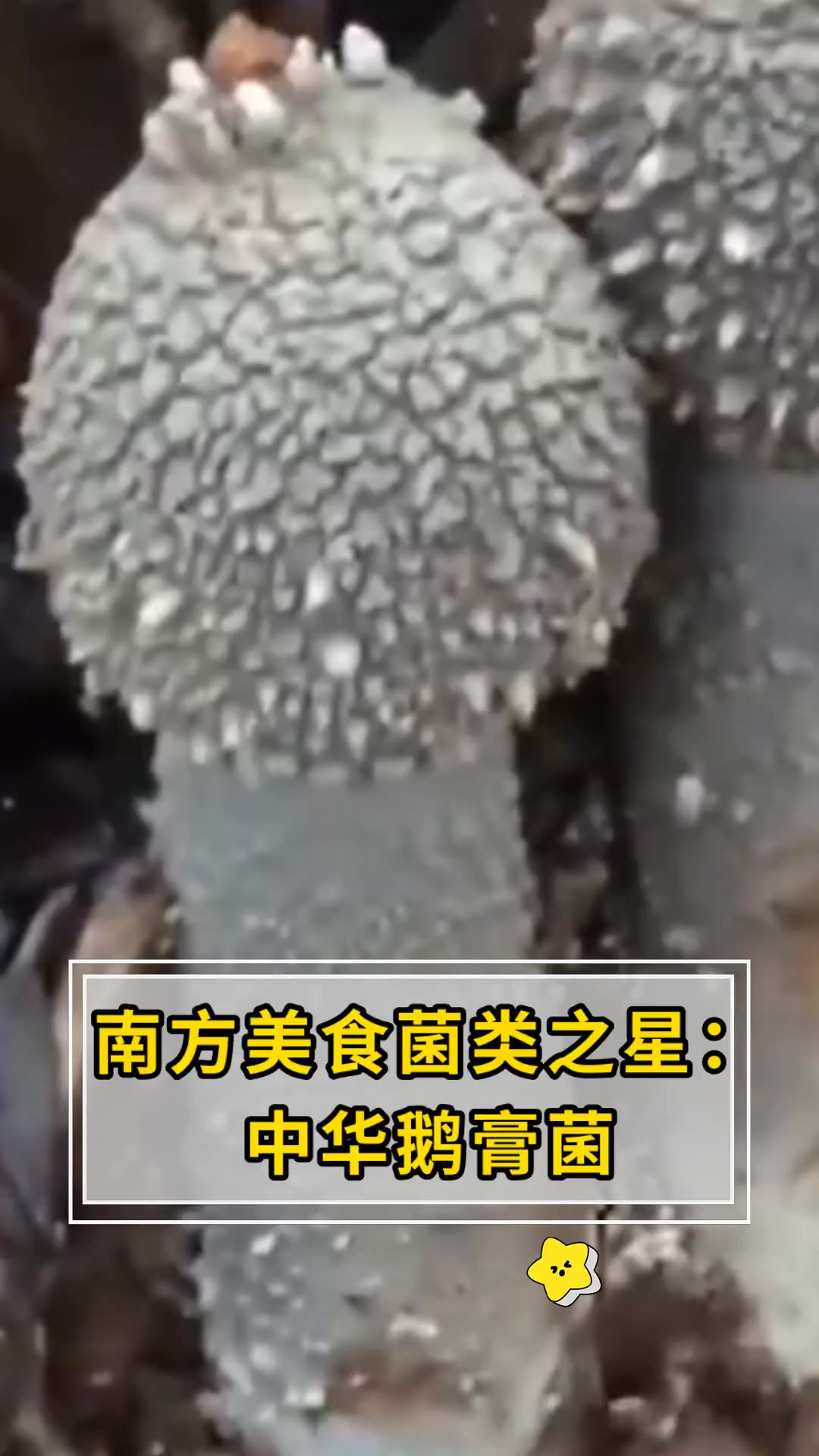 南方美食菌类之星:中华鹅膏菌