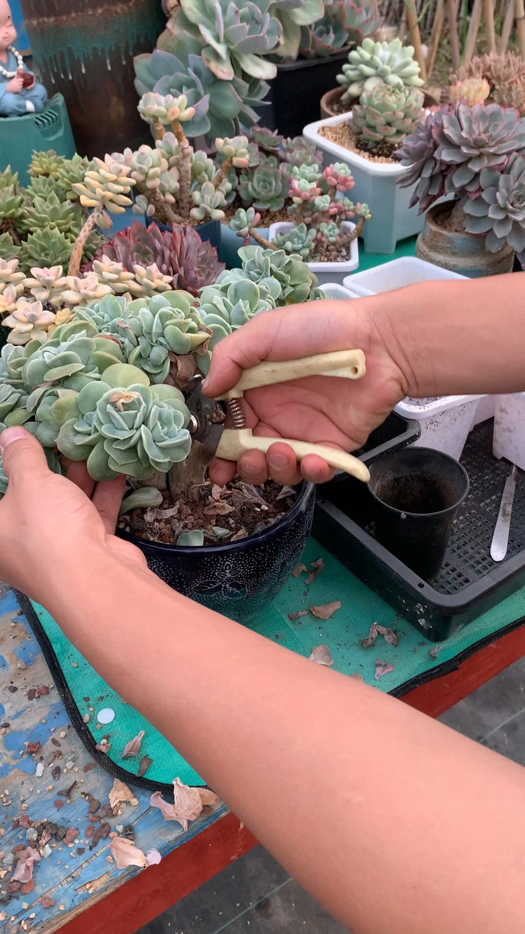 多肉植物正确的栽种方式