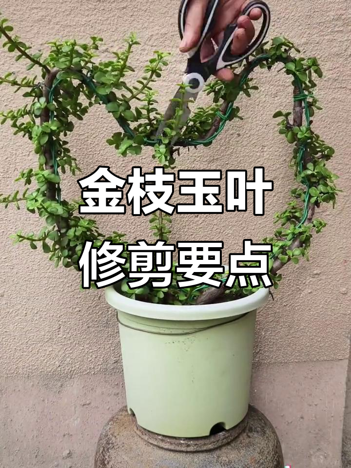 金枝玉叶多肉植物修剪技巧,打造完美造型