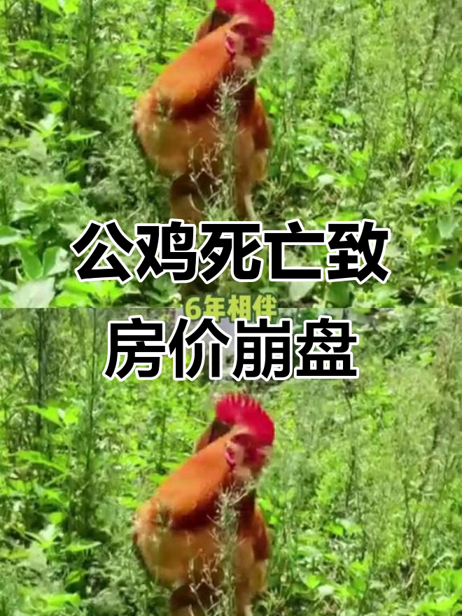 大公鸡惨死引发小区房价暴跌,邻居六年忍辱成谜