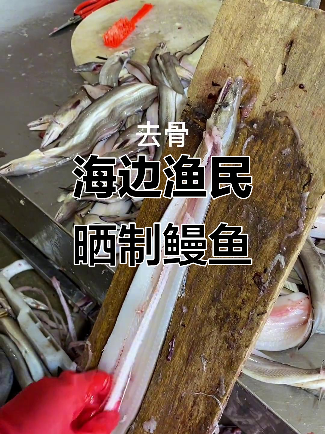 渔民晒鳗鱼干,简单又自然