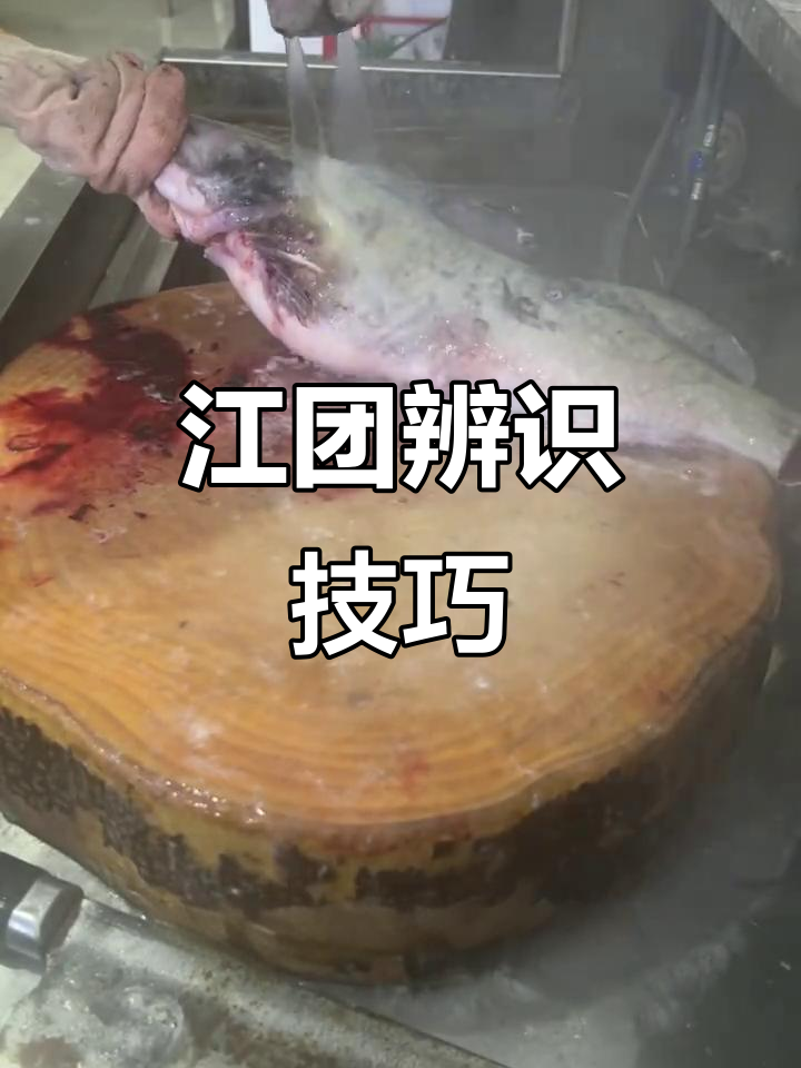 选购江团时,牢记三点特征,轻松辨别真假!