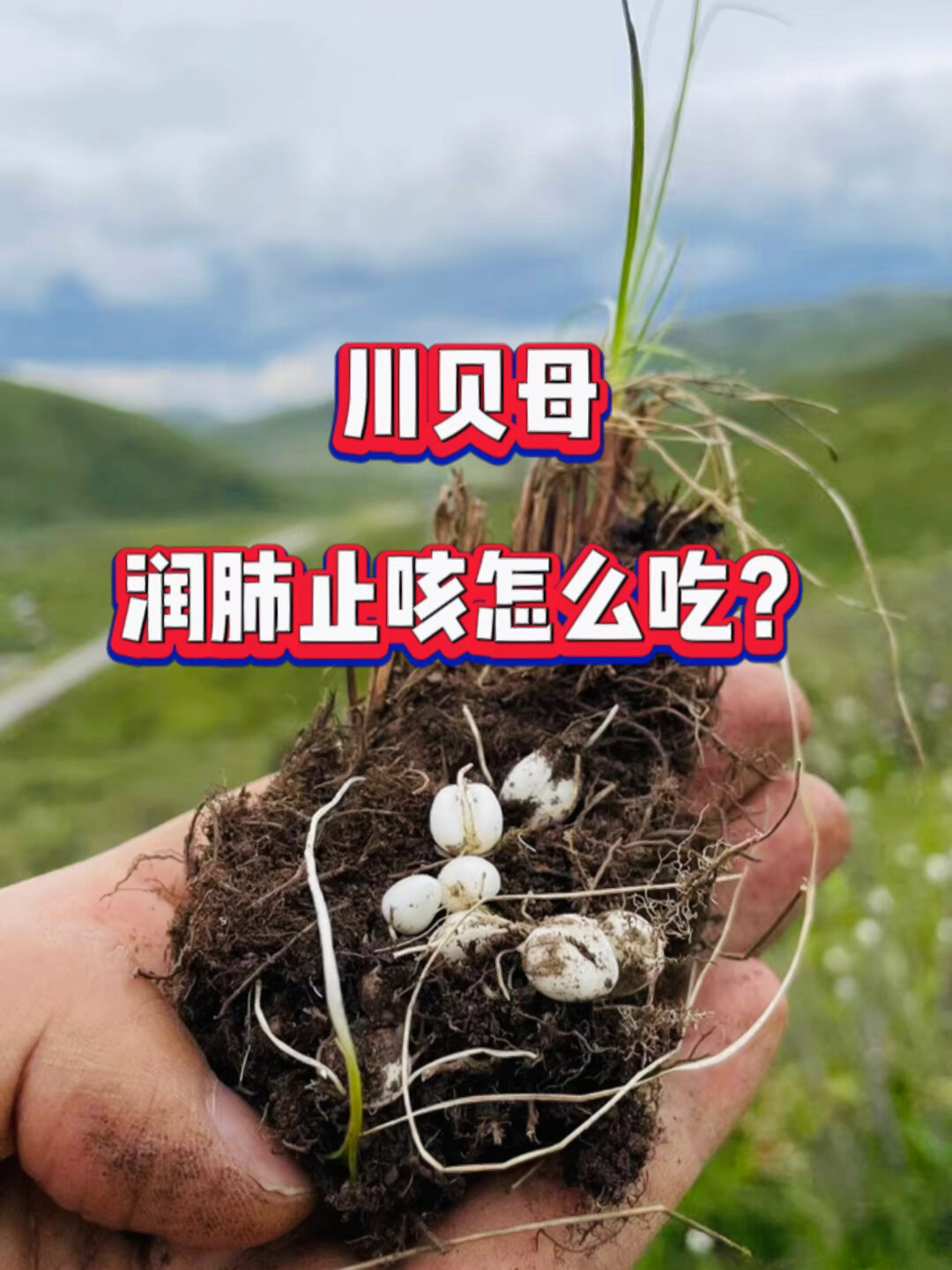 川贝母,止咳化痰 清热化痰怎么吃?