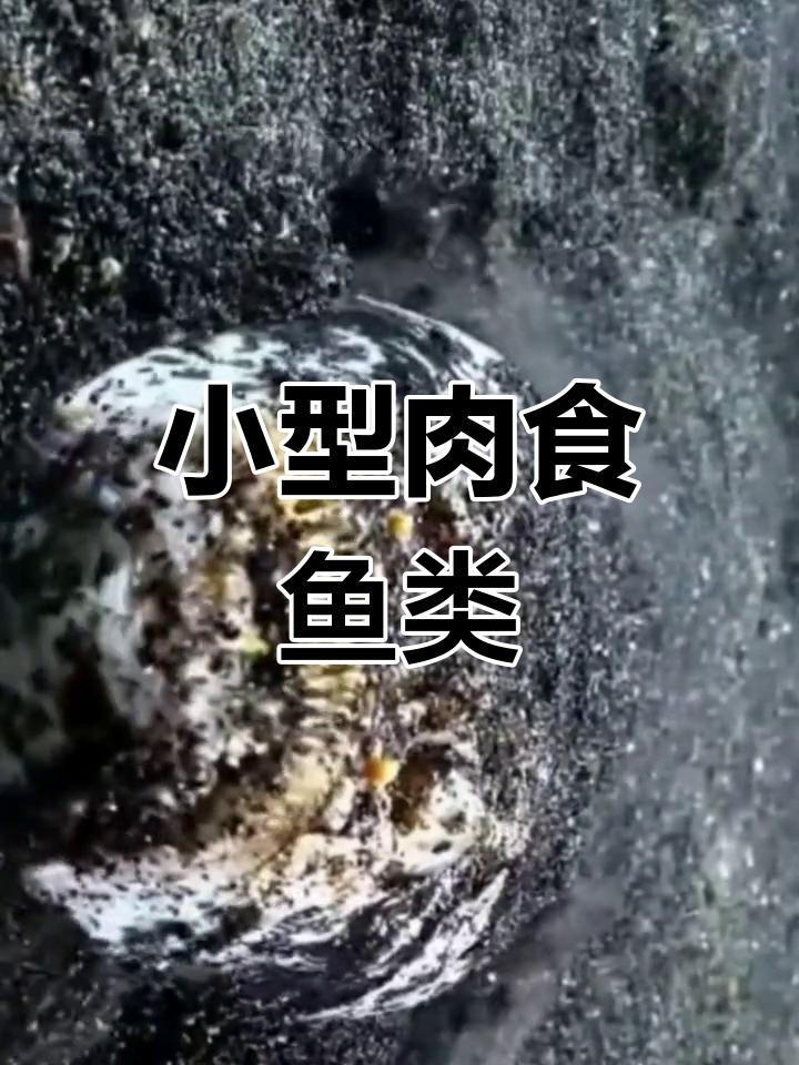 中华鰧:沙泥底的海鱼