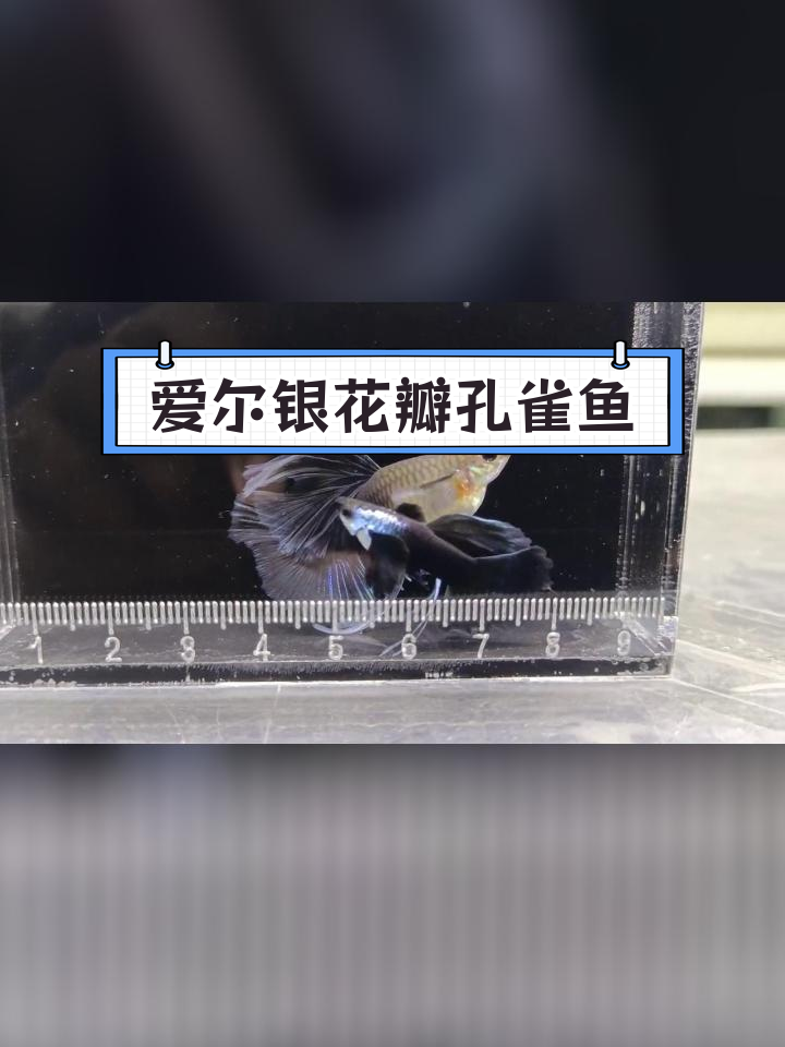 精美孔雀鱼爱尔银花瓣c绒球
