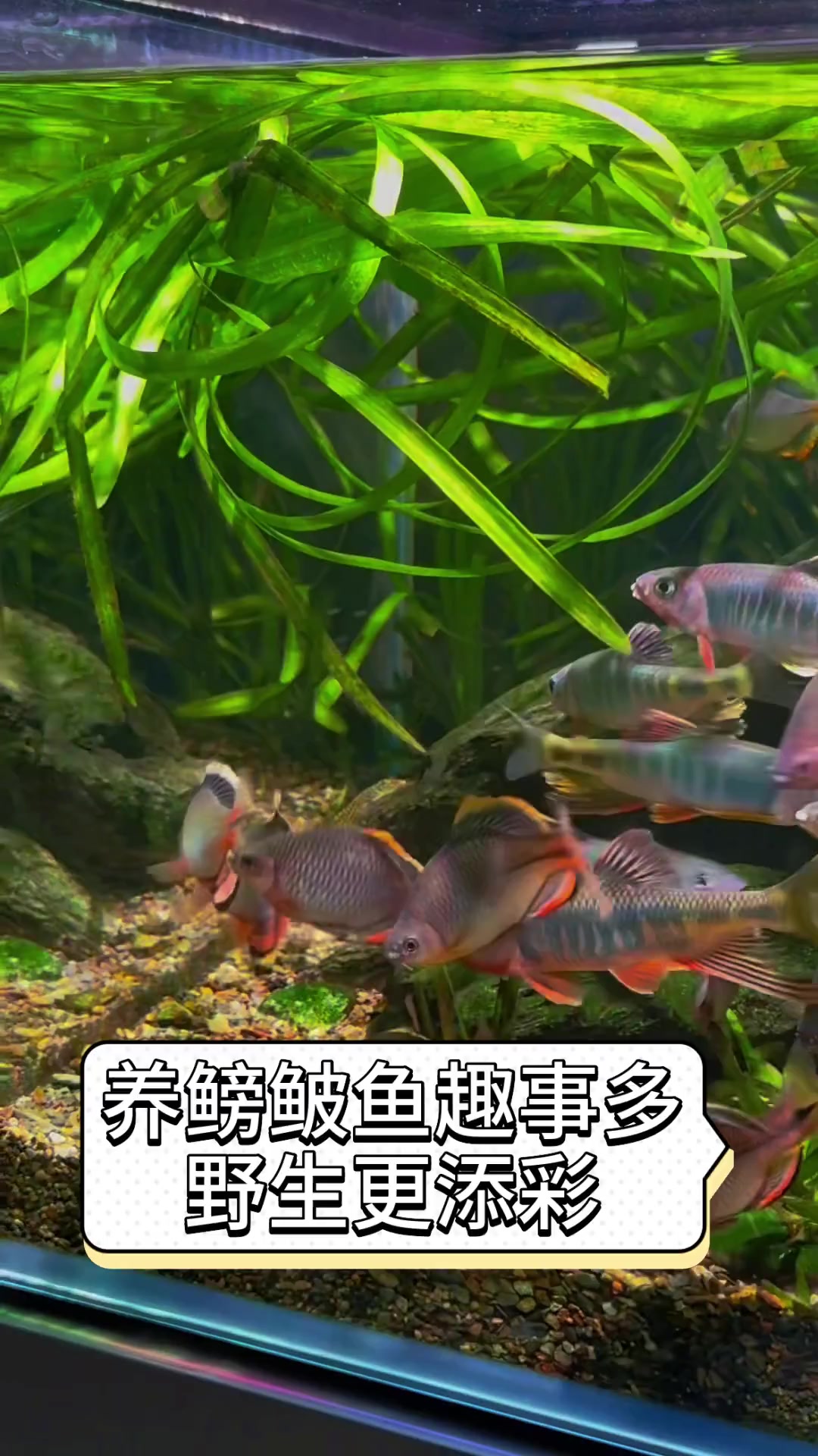 养鳑鲏鱼趣事多,野生更添彩