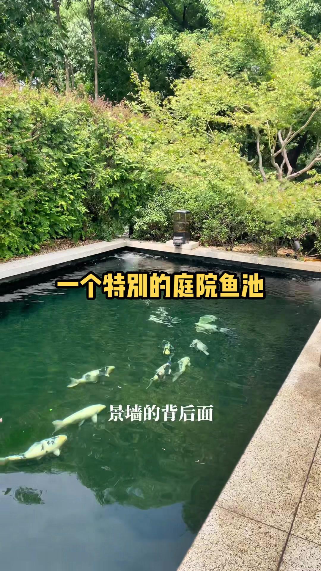 煦瑞生态水带你看一个特别的庭院鱼池!庭院鱼池 鱼池过滤 鱼池净化 鱼池设计 鱼池施工
