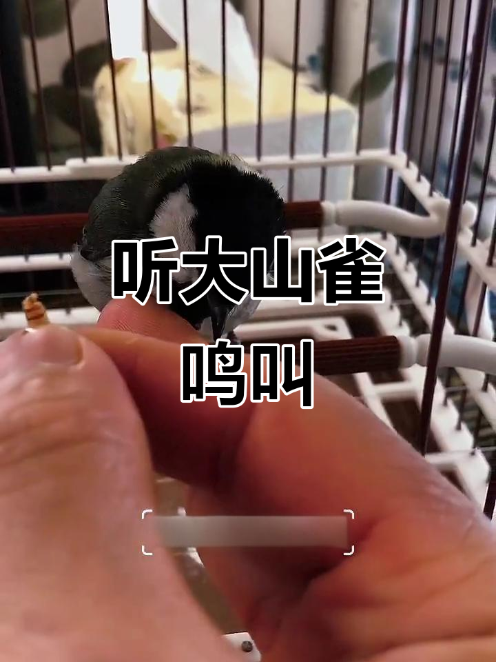 大山雀的叫声,清脆又悦耳