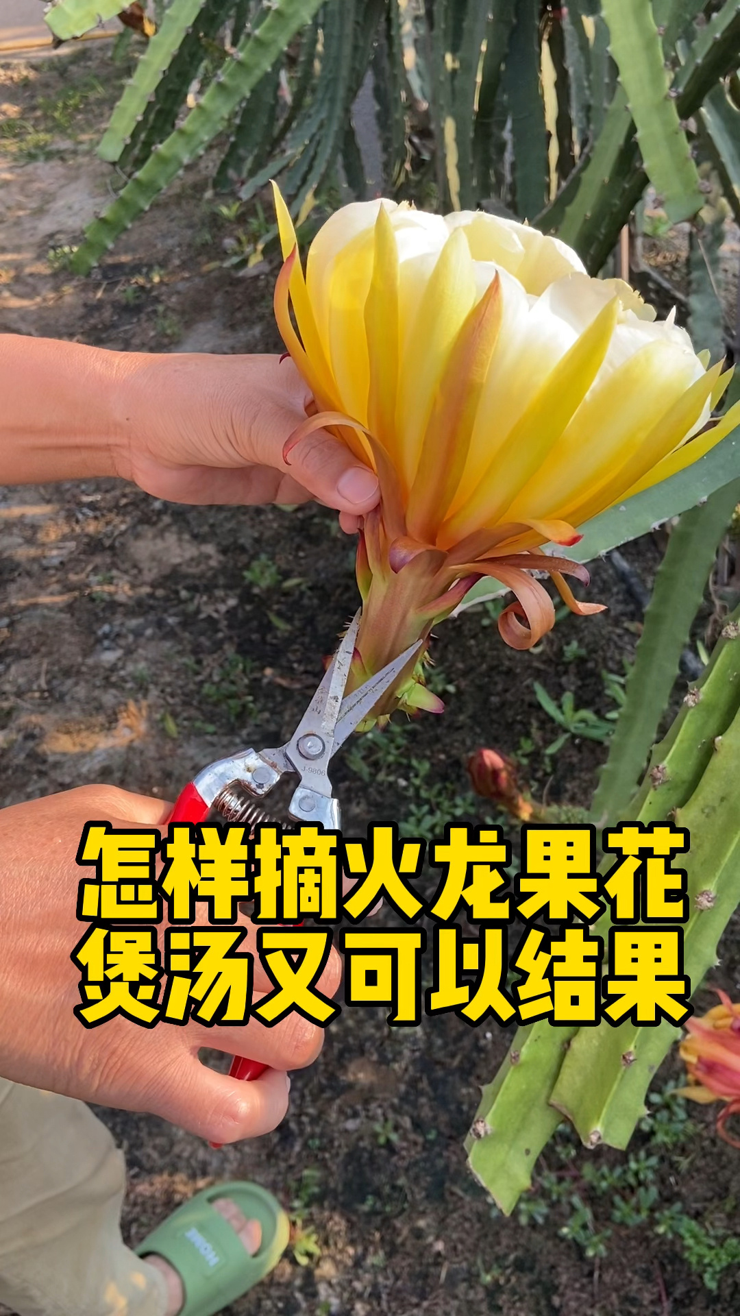 火龙果花煲汤