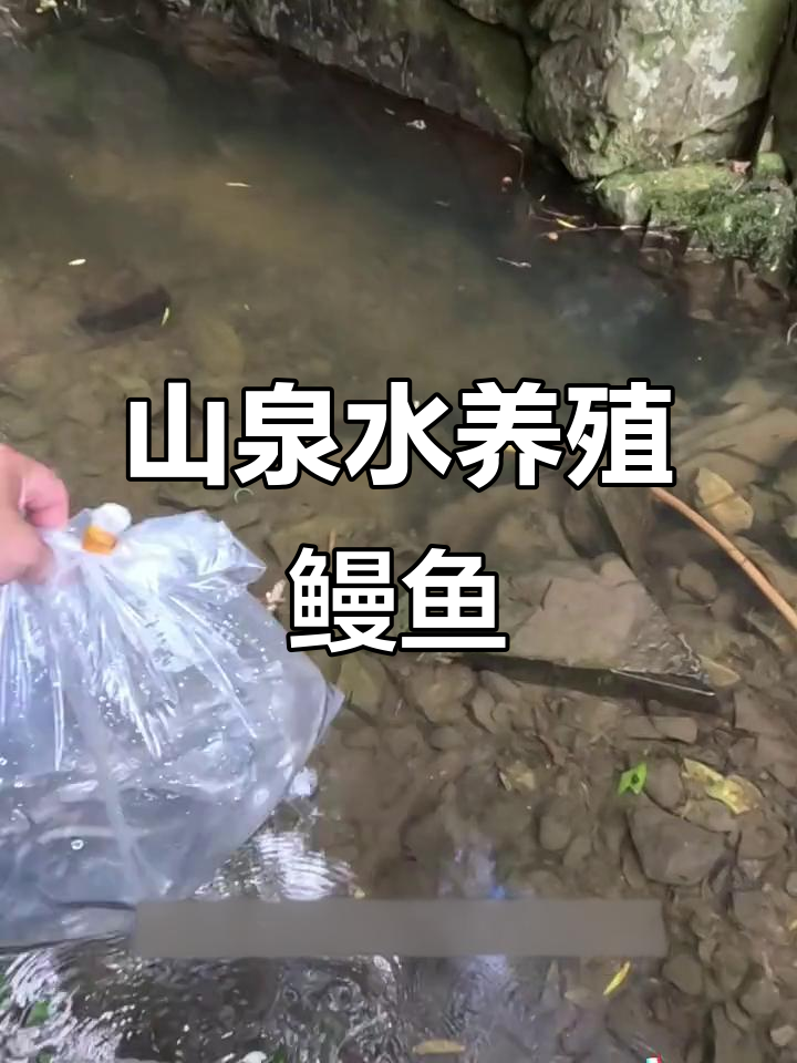 用山泉水养鳗鱼苗,打造自然生态网箱
