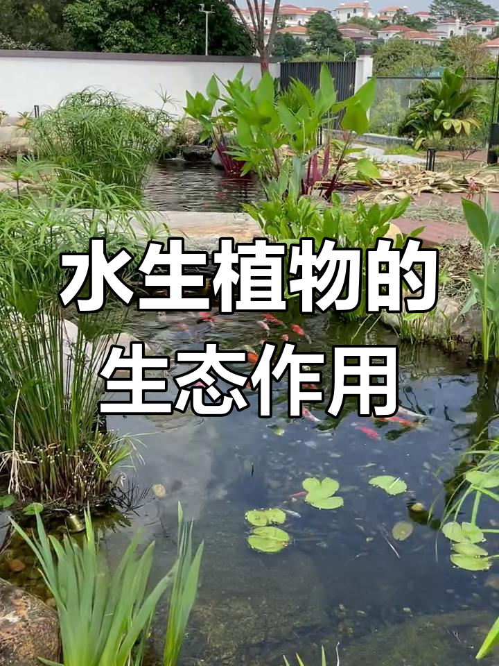 生态鱼池植物搭配全攻略,打造健康水景