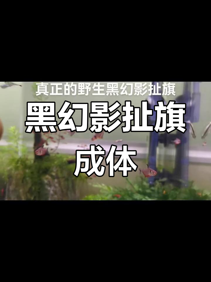 野生黑幻影扯旗与潘旗的区别