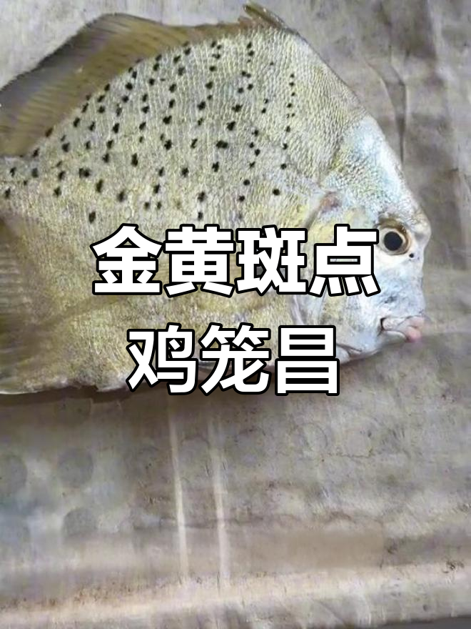 斑点鸡笼鲳:金黄色大饼鱼,神仙般的嘴巴与包头