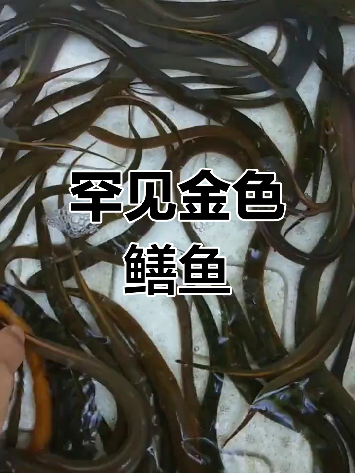 金色鳝鱼现身,是否该放生?