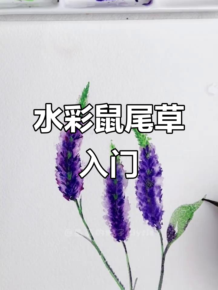 零基础水彩鼠尾草教程，轻松画出美丽花朵