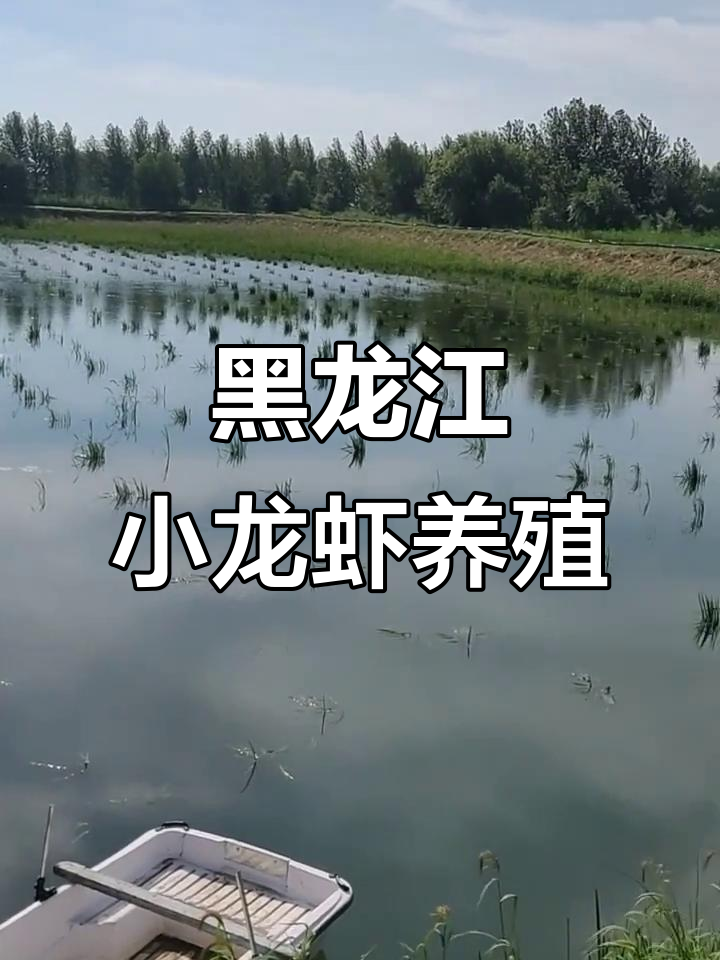 黑龙江佳木斯小龙虾养殖基地,创业新机会等你来挑战