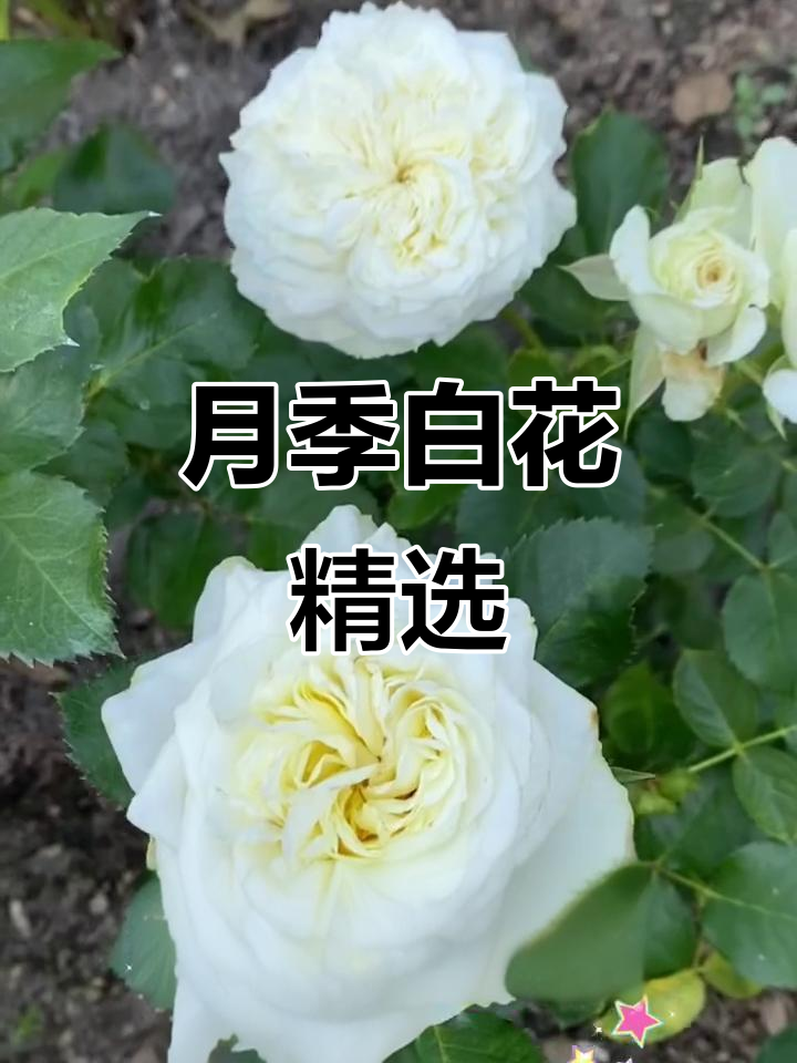 白色月季大集结，各种经典品种等你挑选！