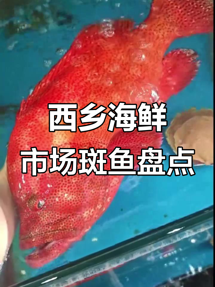 深圳西乡海鲜市场:各种斑鱼大揭秘,东星斑、老鼠斑等全都有