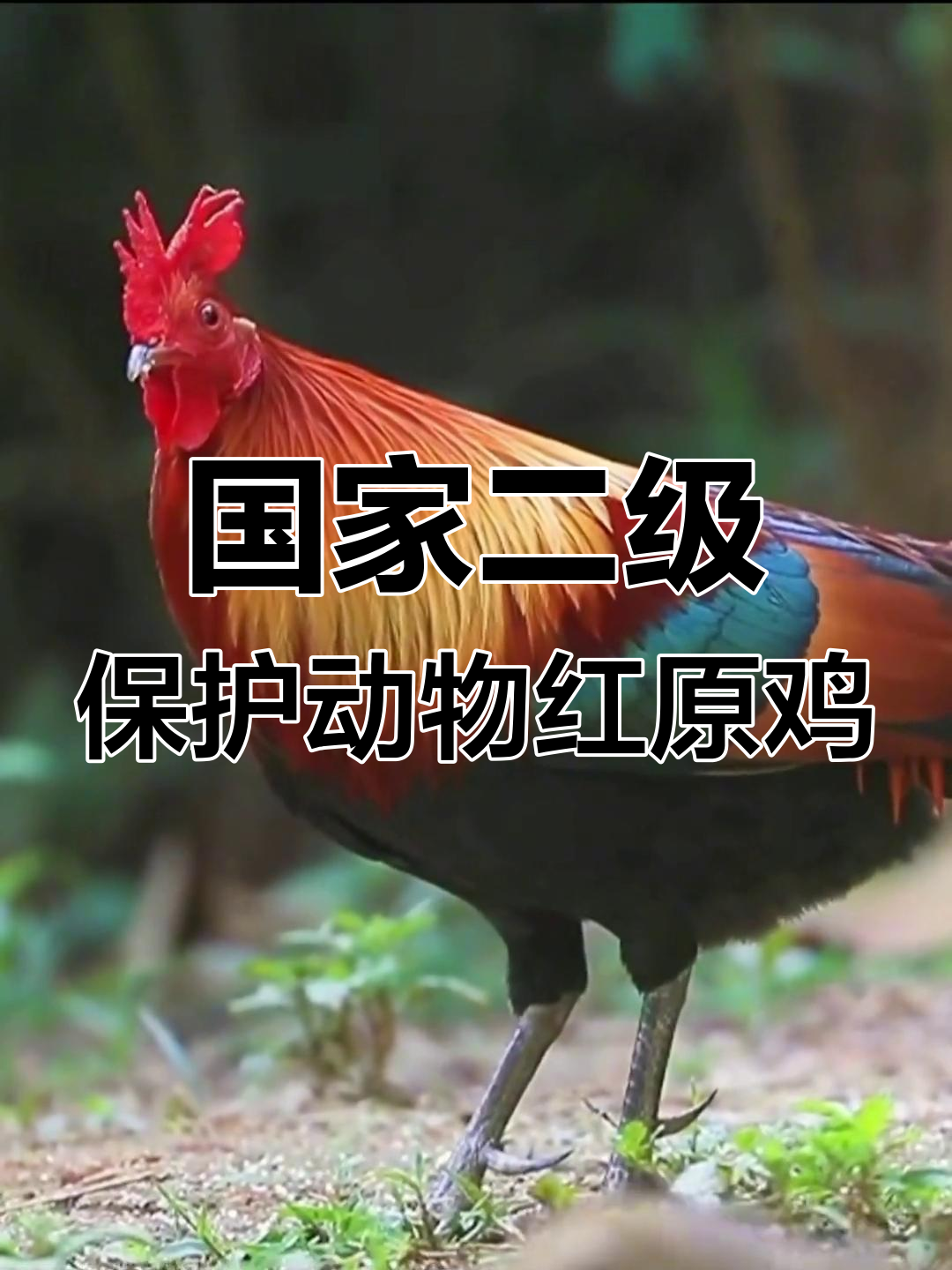 红原鸡的生态习性与保护