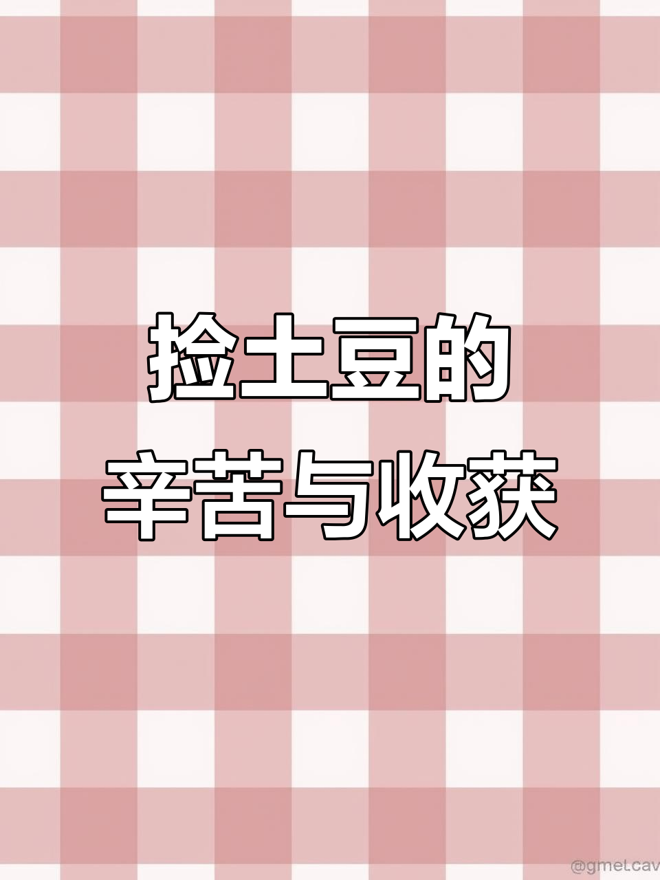 内蒙古土豆丰收,田间劳作的真实感受